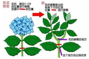 繡球花的修剪方法圖解