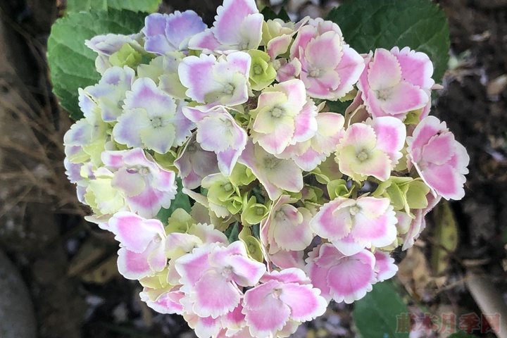 繡球花的花語(yǔ)和寓意是什么？