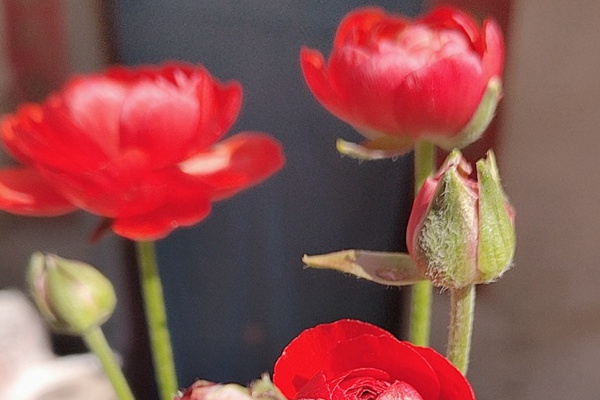 花毛茛的花期是什么時(shí)候，能開(kāi)多久