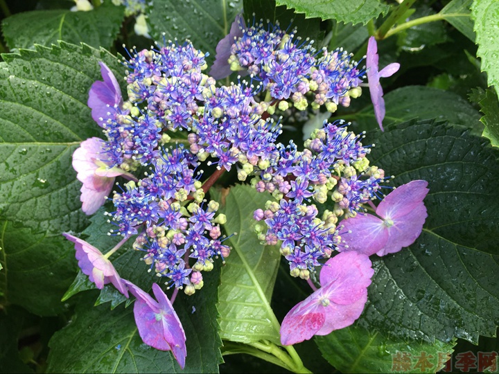 繡球花一年能開幾季