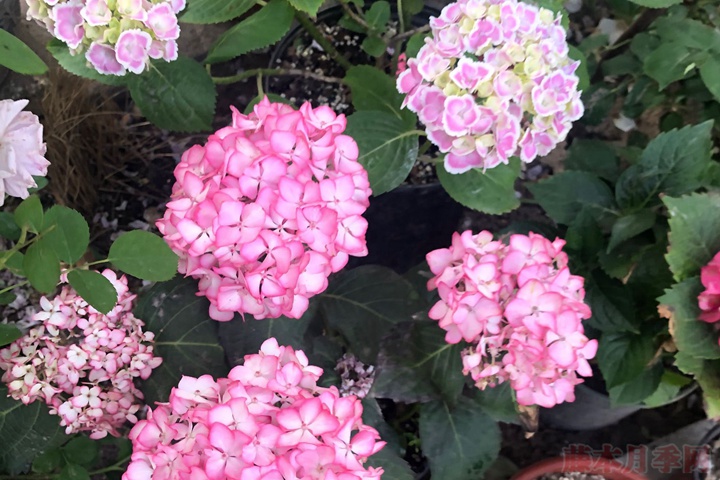 繡球花的花語，不同花色的繡球花花語