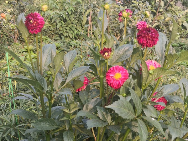 大麗花一年開幾次花