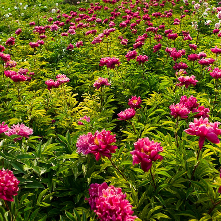 芍藥花什么時(shí)候開(kāi)花，什么時(shí)候種植