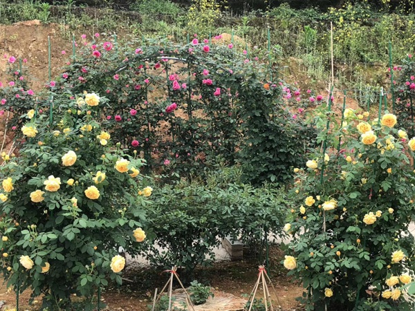 江蘇沭陽(yáng)月季花基地