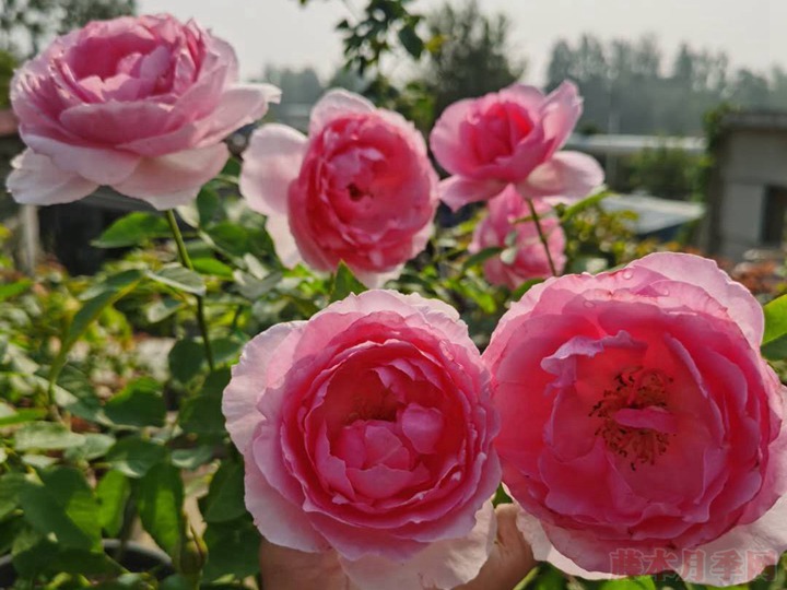 一朵月季花能開(kāi)幾天？