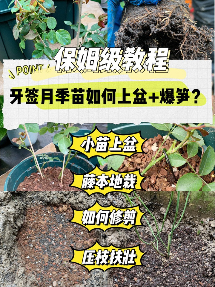 月季小苗快速養(yǎng)大全攻略