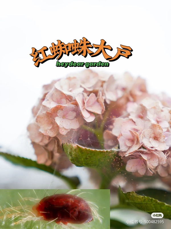 養(yǎng)啥啥不行，養(yǎng)紅蜘蛛第一名