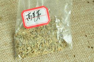 高羊茅種子形態(tài)特征