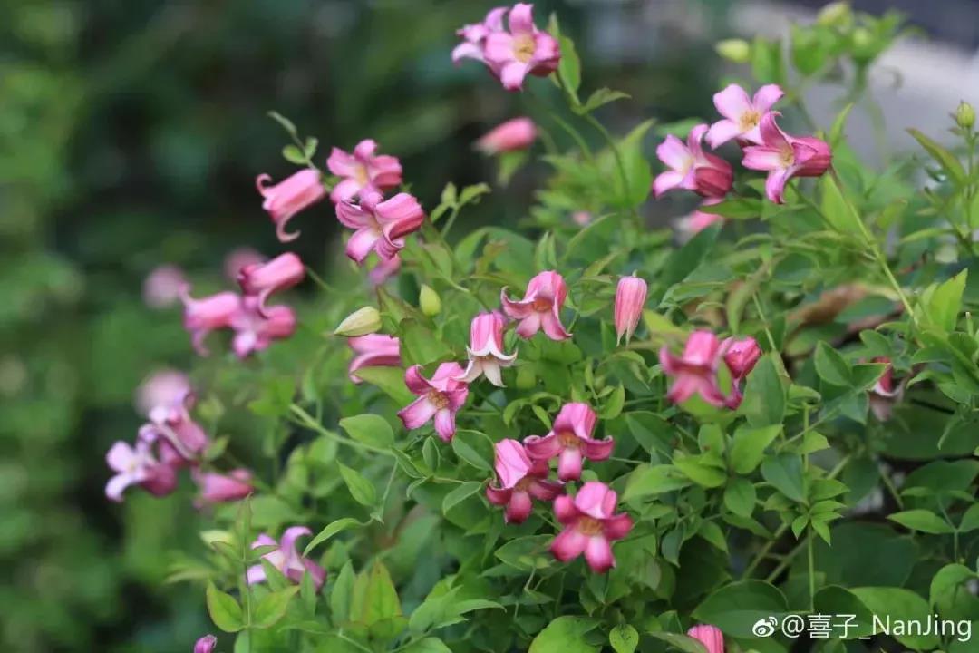 13款夏季開(kāi)花的植物推薦