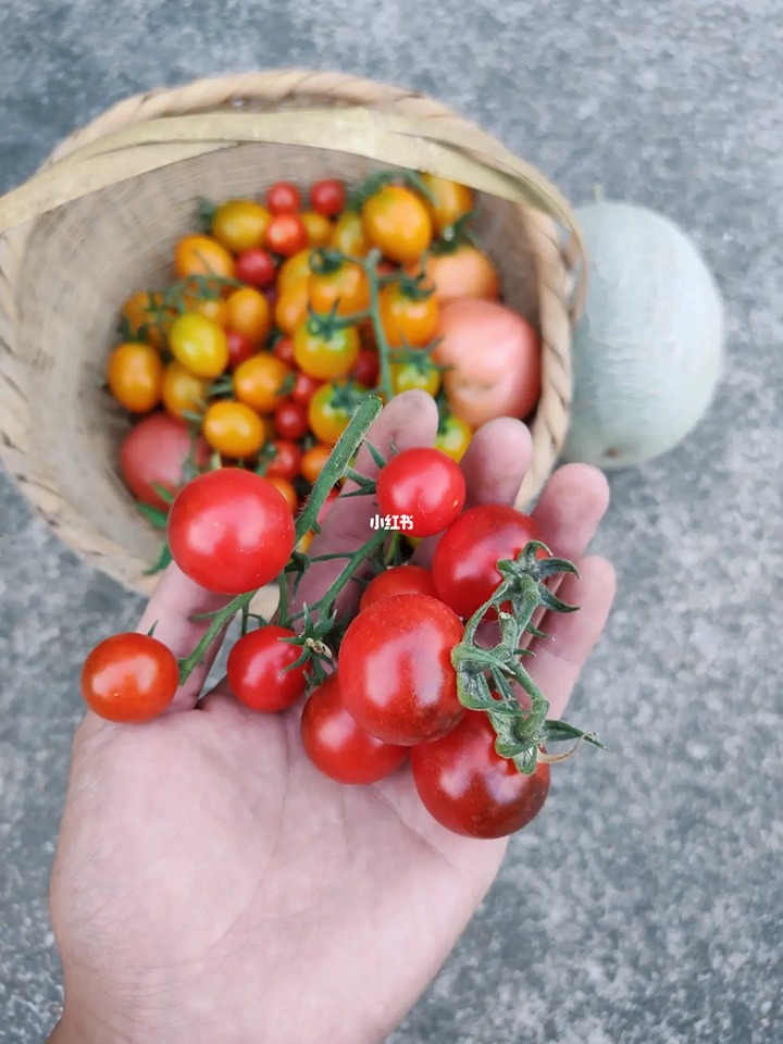 網(wǎng)紅品種番茄種植體驗(yàn)+品種口味測(cè)評(píng)