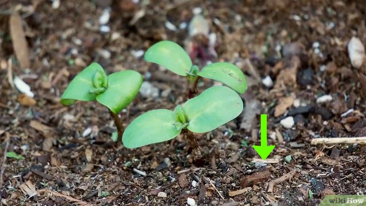 向日葵種子的種植時(shí)間和種植方法