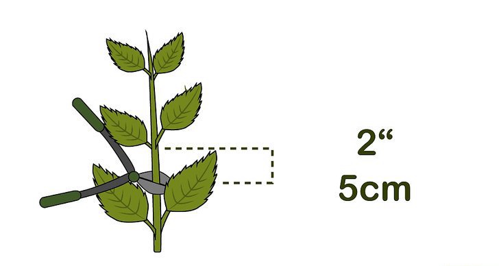 繡球花的四種繁殖方法（多圖詳解）(2/2)