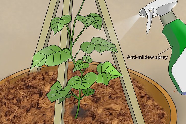 盆栽黃瓜的種植時(shí)間和種植方法