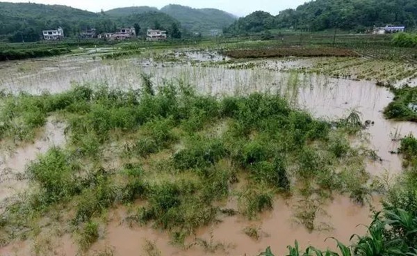 大雨過后草坪、苗木的養(yǎng)護和復壯管理