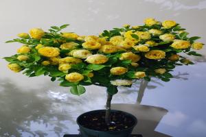 月季花什么時(shí)間開(kāi)，花期多久