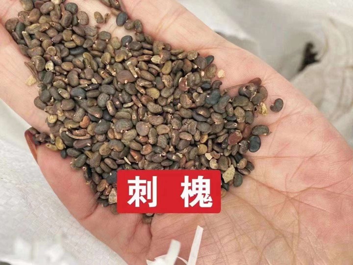 常用的護(hù)坡灌木種子有哪些？