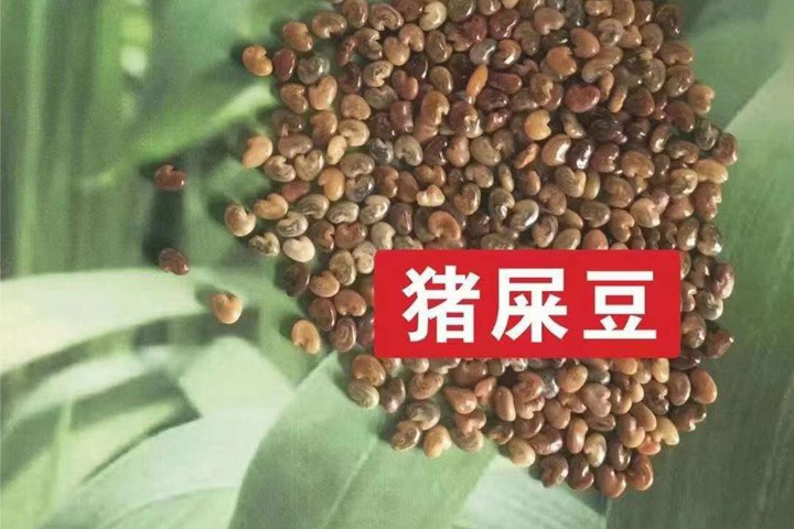 常用的護(hù)坡灌木種子有哪些？