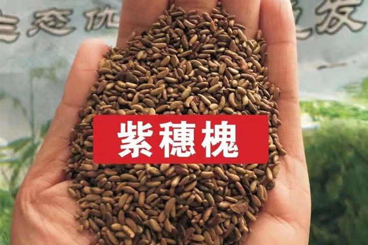 常用的護(hù)坡灌木種子有哪些？