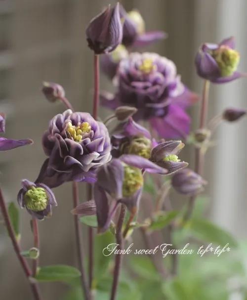 秋季播種春季開(kāi)花的草花品種推薦