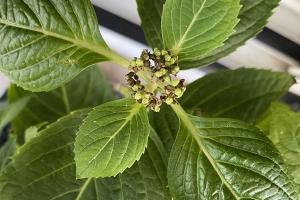 繡球花苞發(fā)霉變黑是什么原因？