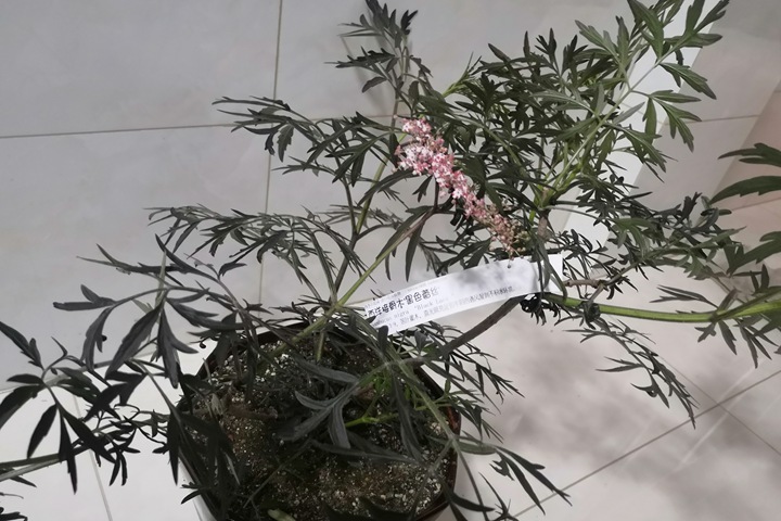 暗黑系植物——黑色蕾絲接骨木