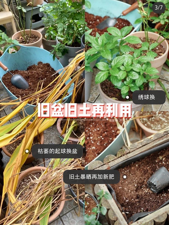 郁金香種植方法與技巧（多圖詳解）