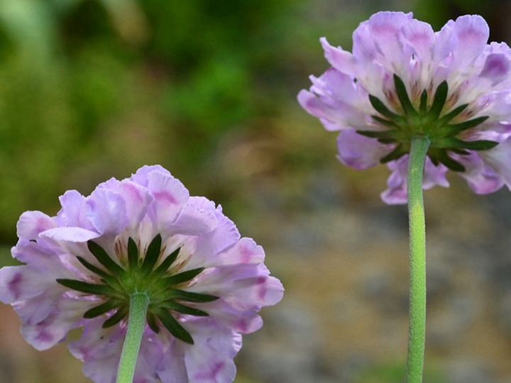 藍(lán)盆花的養(yǎng)殖方法和注意事項(xiàng)