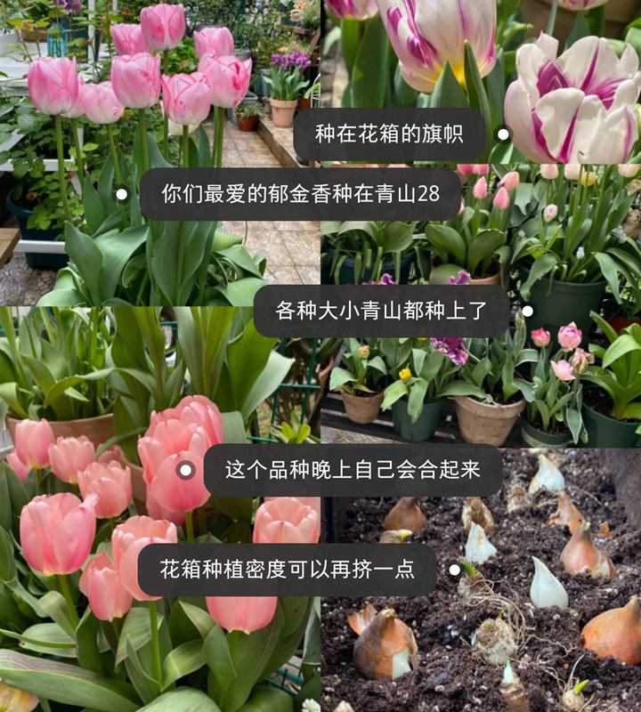 郁金香用什么盆種植，盆栽用什么土比較好