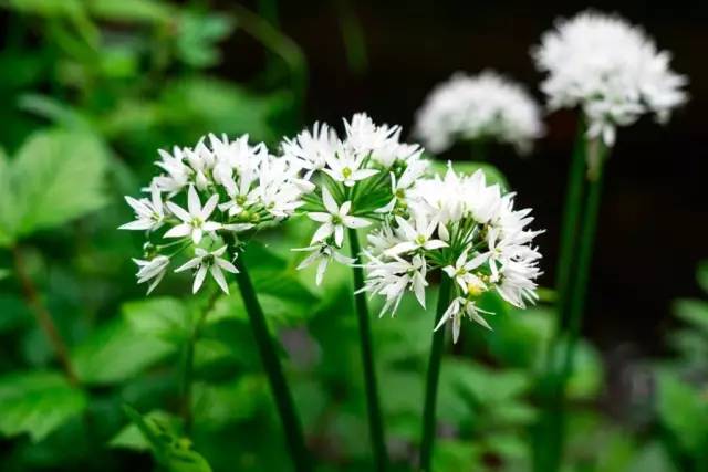 哪些花園植物具有驅(qū)蚊功效？