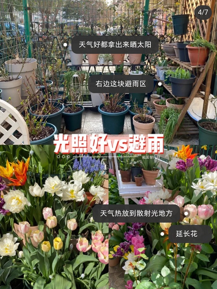 郁金香種植方法與技巧（多圖詳解）