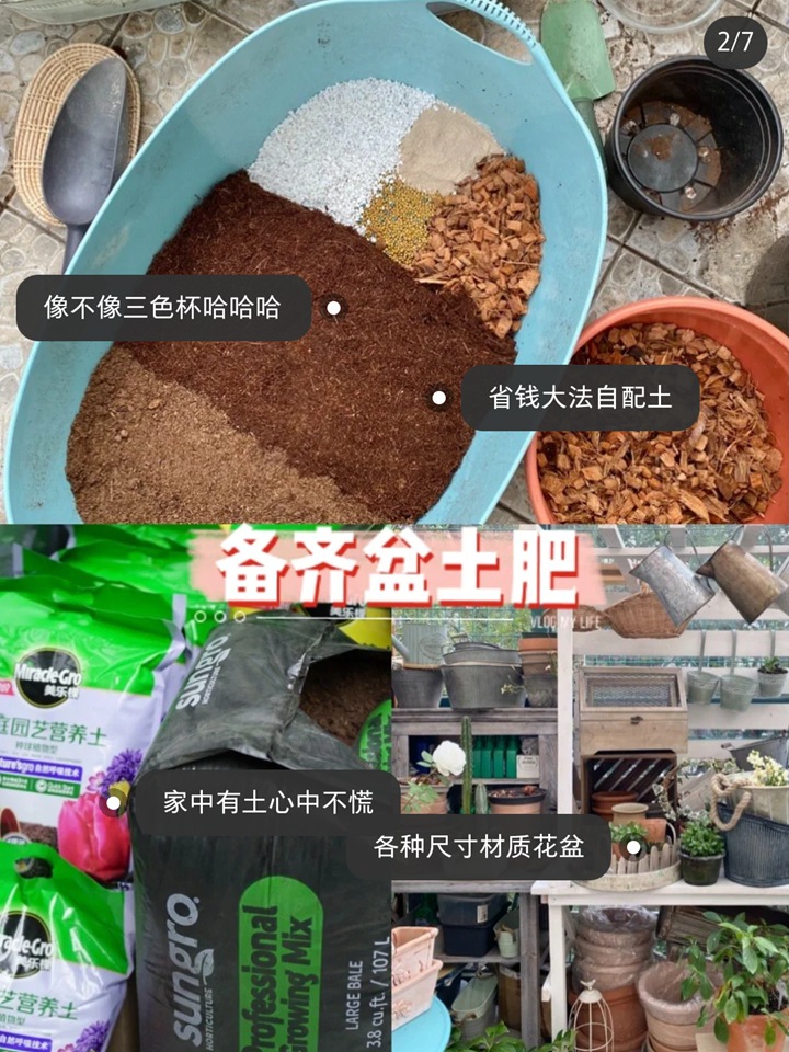 郁金香種植方法與技巧（多圖詳解）