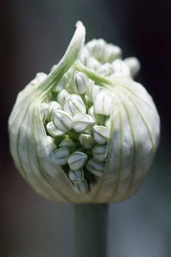 哪些花園植物具有驅(qū)蚊功效？