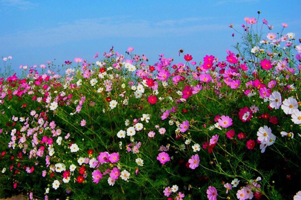 掃帚梅花的花語是什么-掃帚梅花的象征寓意