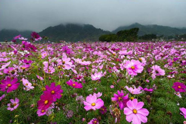 掃帚梅花的花語是什么-掃帚梅花的象征寓意