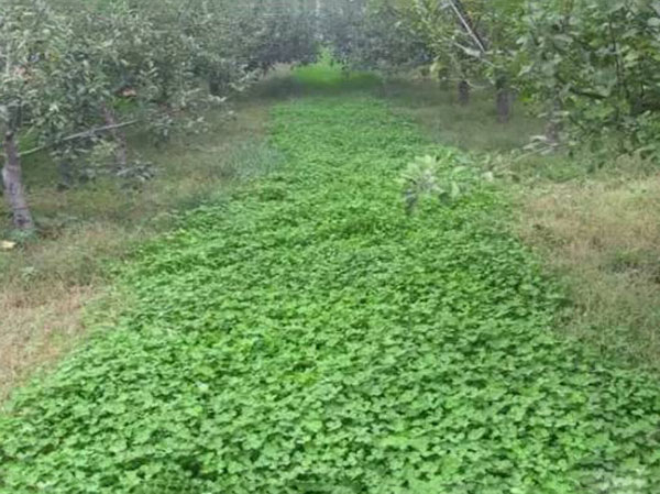 種植草坪投資大不大，需要多少成本