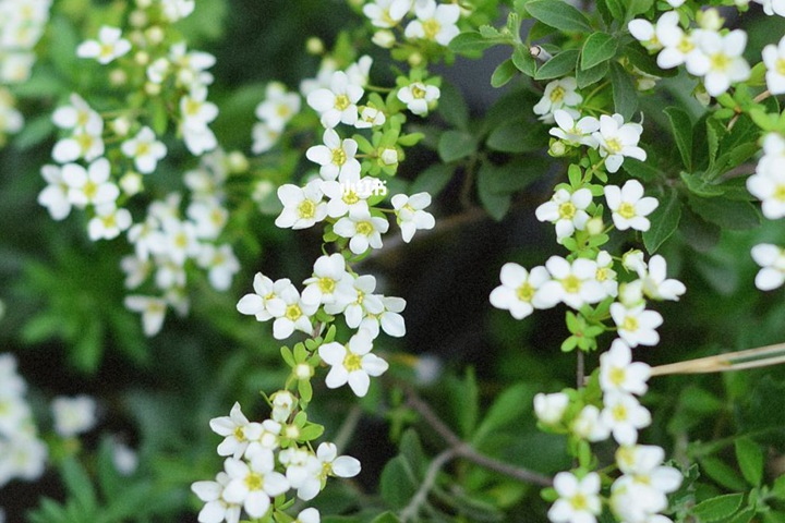 遇水開(kāi)花的干枝雪柳怎么養(yǎng)