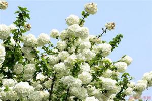 中華木繡球幾月開(kāi)花，一年開(kāi)幾次花