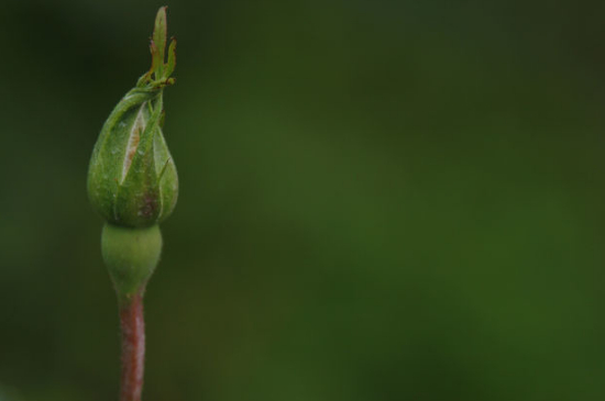 月季花苞沒開就枯萎了的原因有哪些（四大因素）