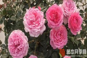 鈴之妖精月季是多頭開(kāi)花嗎