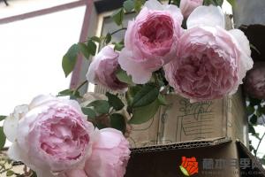 月季花象征什么精神品質(月季花的精神內涵)