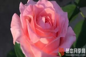 珊瑚果凍月季為什么不開(kāi)花