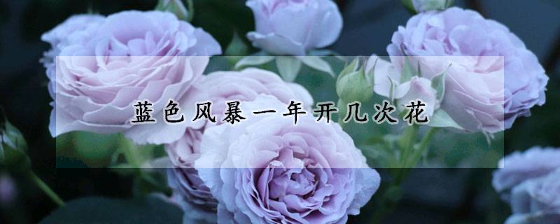 藍(lán)色風(fēng)暴月季一年開(kāi)幾次花