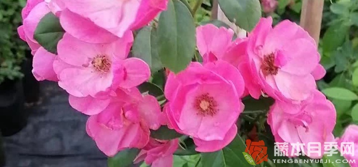 安吉拉月季可以當灌木養(yǎng)嗎