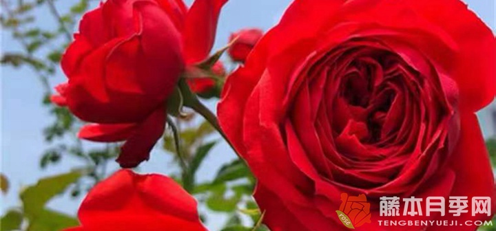 紅蘋果月季是藤本還是灌木