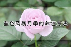 藍(lán)色風(fēng)暴月季的養(yǎng)殖方法(養(yǎng)殖注意事項(xiàng))