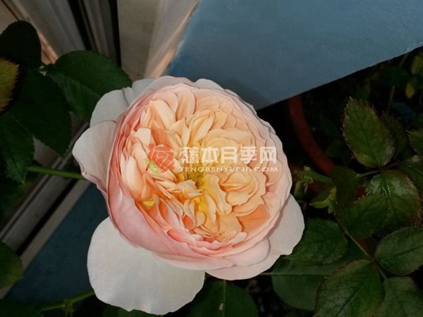 伊芙琳/伊芙琳月季