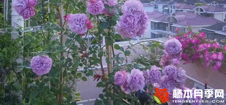 如何促進薰衣草花環(huán)開花