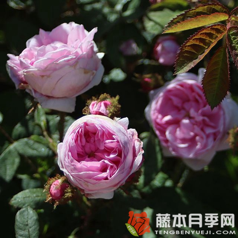 苔蘚/百葉薔薇