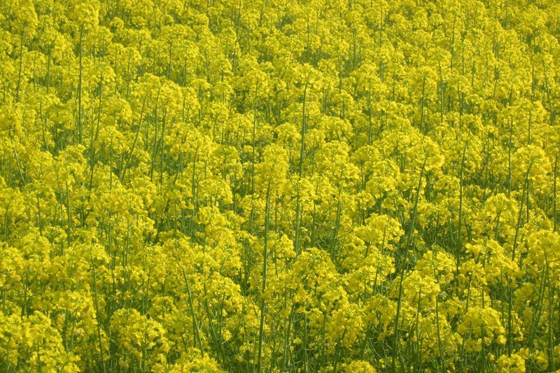 油菜花什么時候開花(油菜花花期)