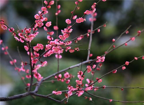 花中四君子指的是哪四種花